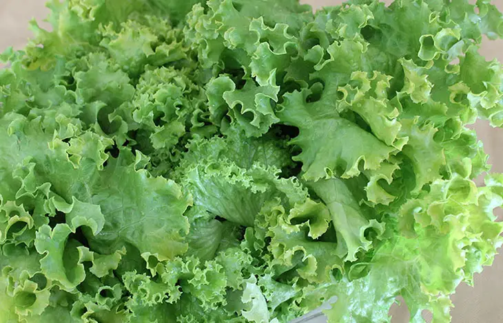 Leaf Lettuce: TOP 10 ANTI AGING VEGETABLES