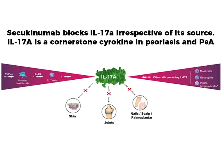 Cosentyx (Secukinumab) Mechanism of action